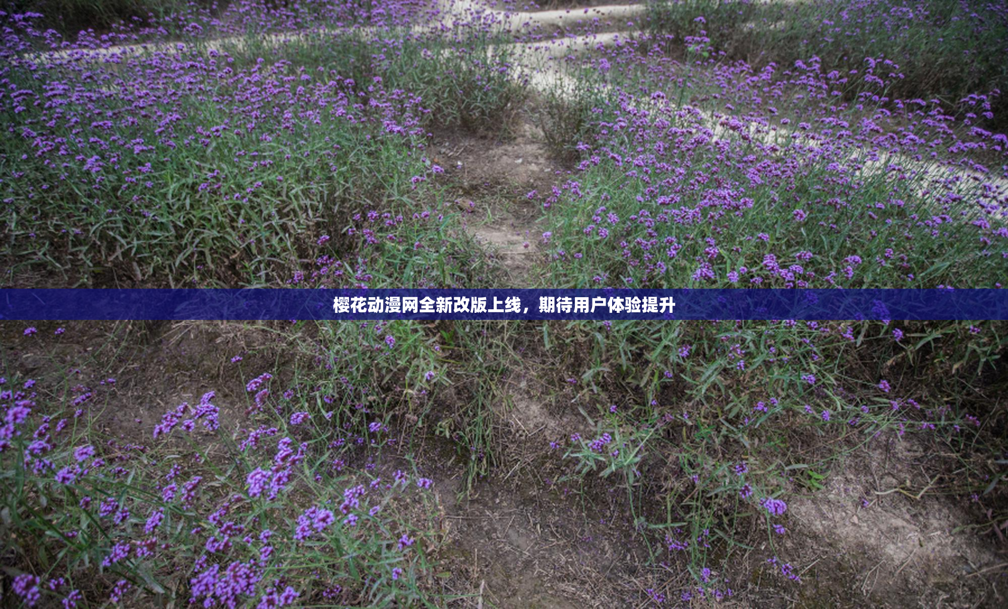 樱花动漫网全新改版上线，期待用户体验提升