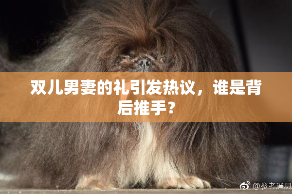 双儿男妻的礼引发热议，谁是背后推手？