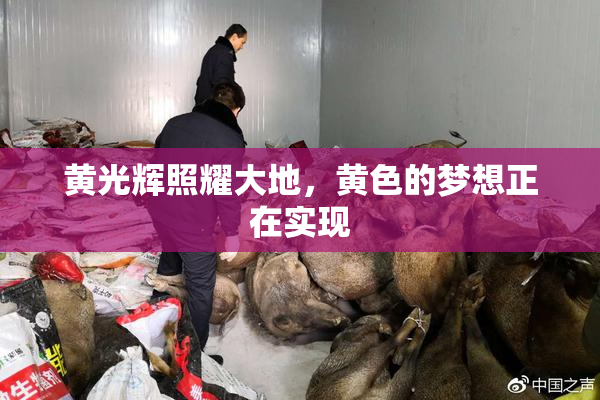 黄光辉照耀大地，黄色的梦想正在实现