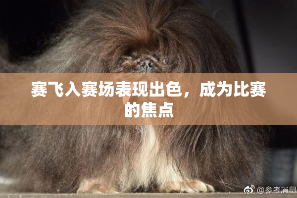 赛飞入赛场表现出色，成为比赛的焦点