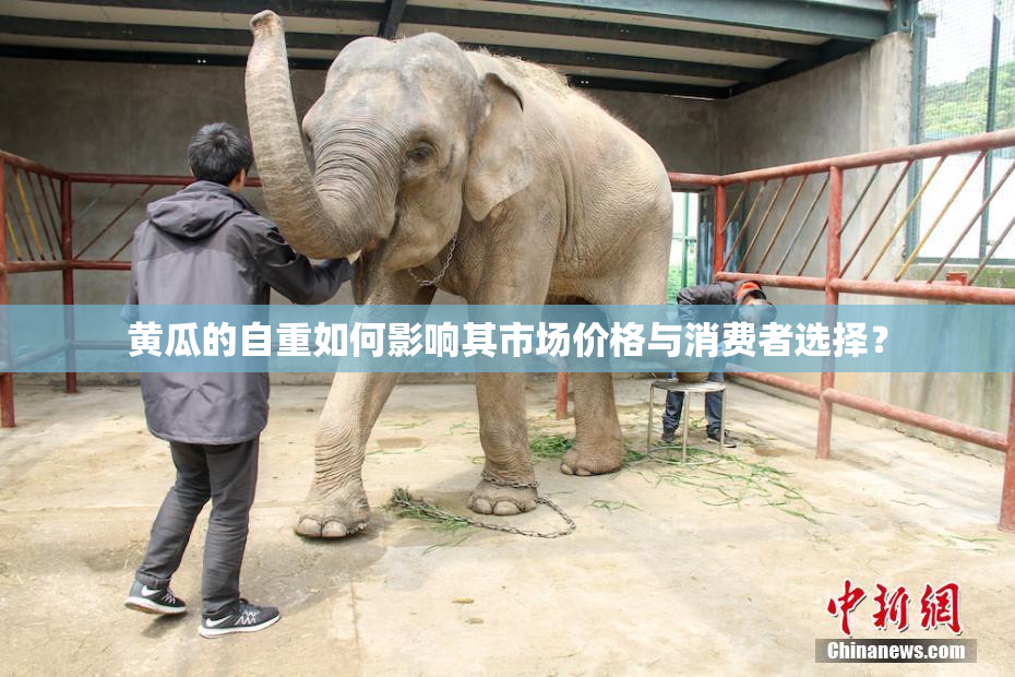 黄瓜的自重如何影响其市场价格与消费者选择？