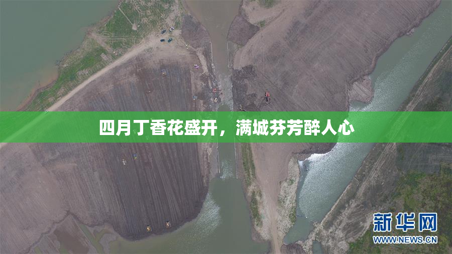 四月丁香花盛开，满城芬芳醉人心
