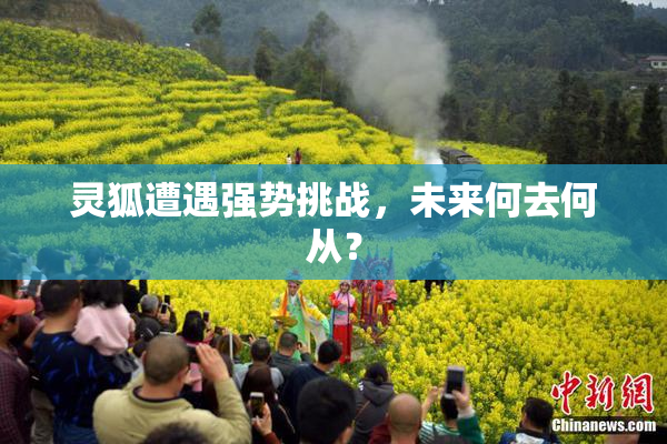 灵狐遭遇强势挑战，未来何去何从？