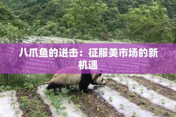 八爪鱼的进击：征服美市场的新机遇