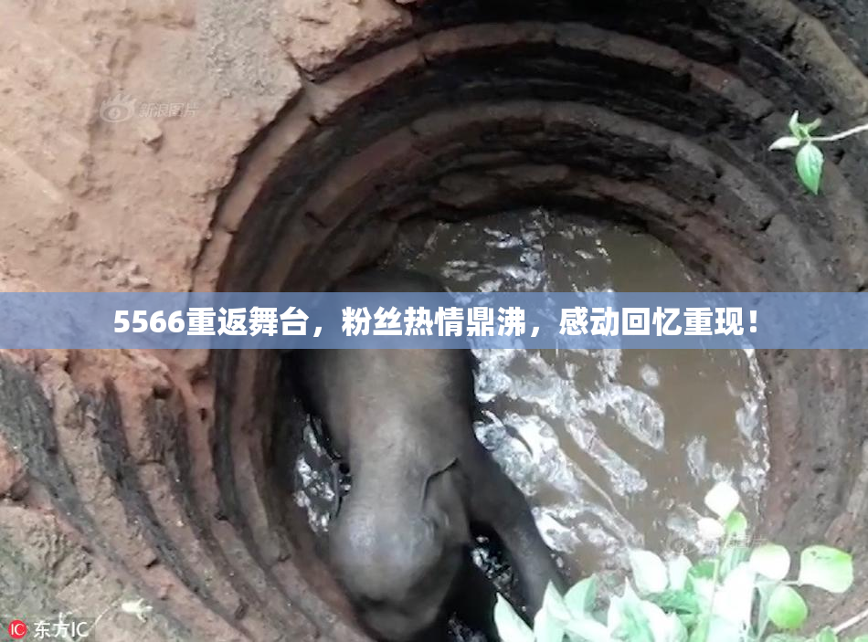 5566重返舞台，粉丝热情鼎沸，感动回忆重现！