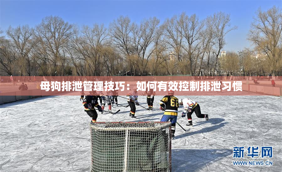 母狗排泄管理技巧：如何有效控制排泄习惯