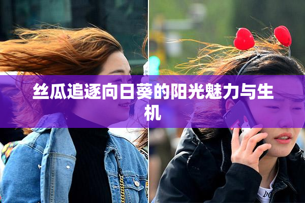 丝瓜追逐向日葵的阳光魅力与生机