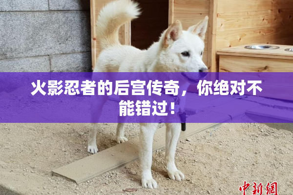 火影忍者的后宫传奇，你绝对不能错过！