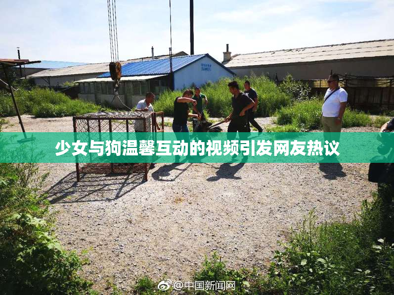 少女与狗温馨互动的视频引发网友热议