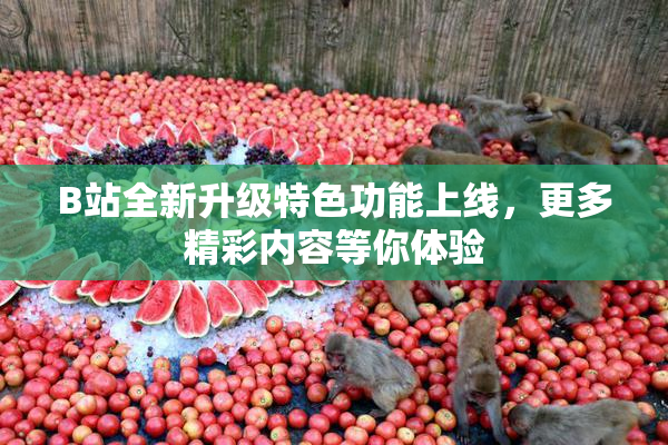 B站全新升级特色功能上线，更多精彩内容等你体验