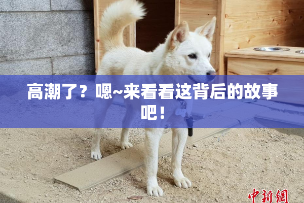 高潮了？嗯~来看看这背后的故事吧！