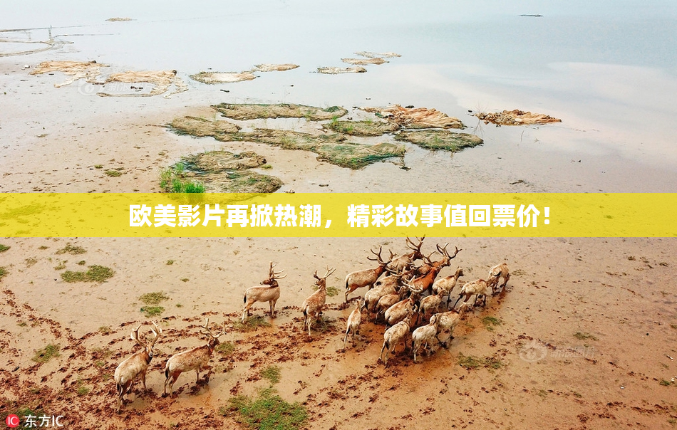 欧美影片再掀热潮，精彩故事值回票价！