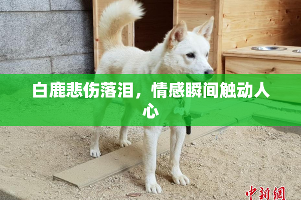 白鹿悲伤落泪，情感瞬间触动人心