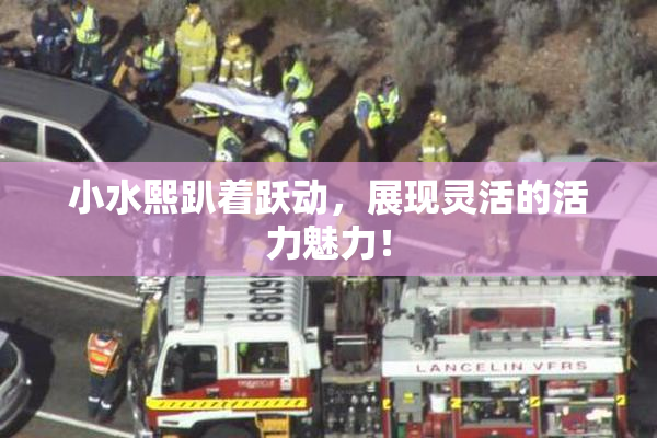小水熙趴着跃动，展现灵活的活力魅力！