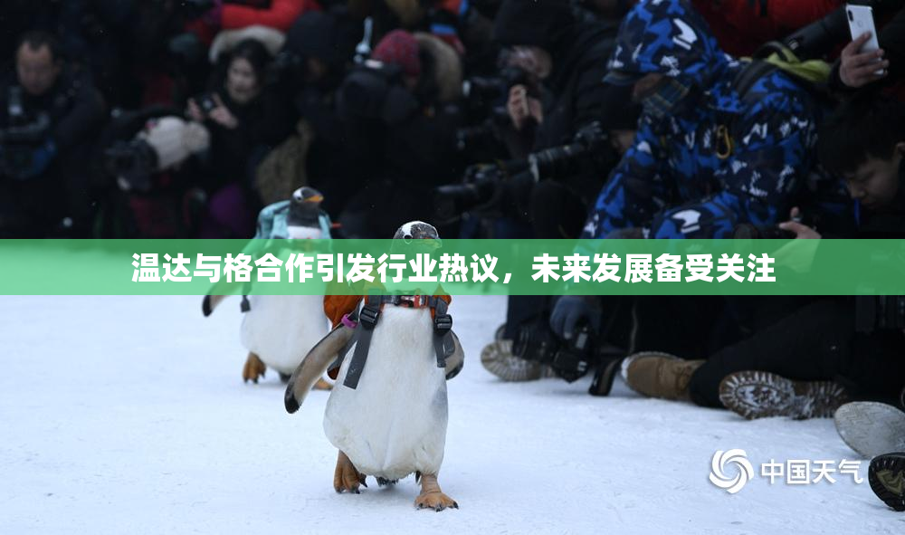 温达与格合作引发行业热议，未来发展备受关注