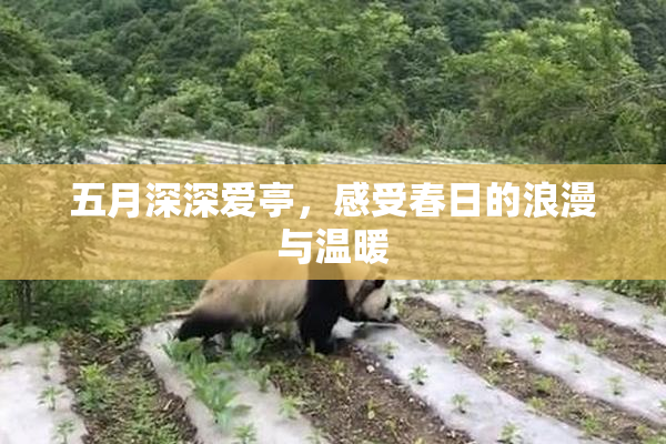 五月深深爱亭，感受春日的浪漫与温暖