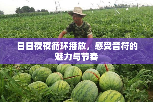 日日夜夜循环播放，感受音符的魅力与节奏