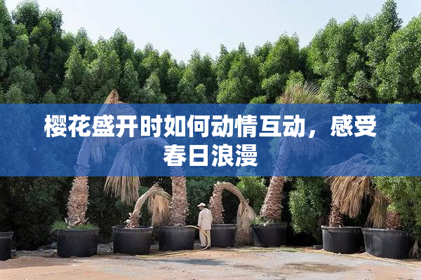 樱花盛开时如何动情互动，感受春日浪漫