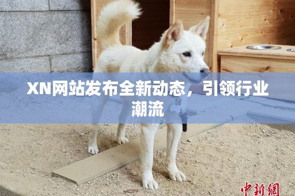 XN网站发布全新动态，引领行业潮流