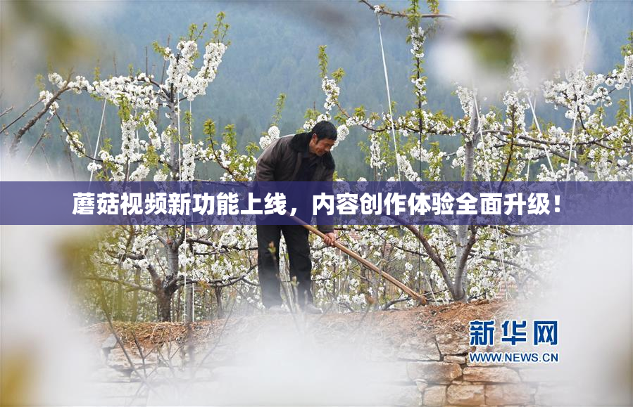 蘑菇视频新功能上线，内容创作体验全面升级！