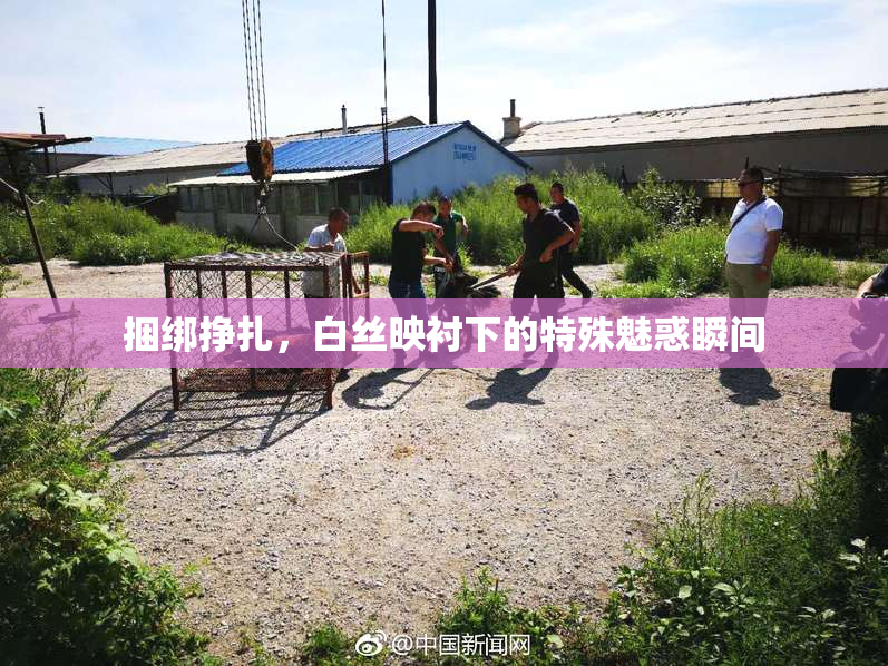捆绑挣扎，白丝映衬下的特殊魅惑瞬间