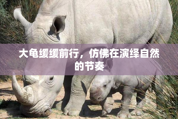 大龟缓缓前行，仿佛在演绎自然的节奏