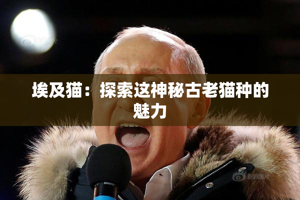 埃及猫：探索这神秘古老猫种的魅力