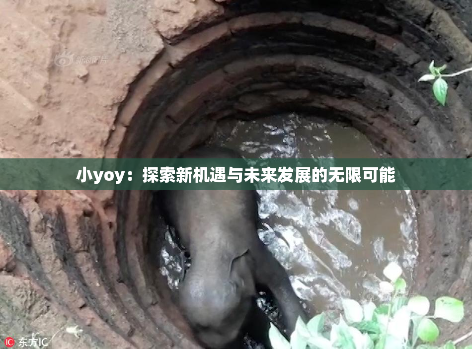 小yoy：探索新机遇与未来发展的无限可能