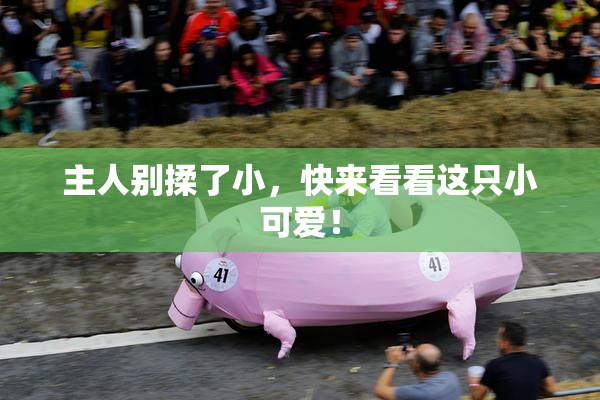 主人别揉了小，快来看看这只小可爱！