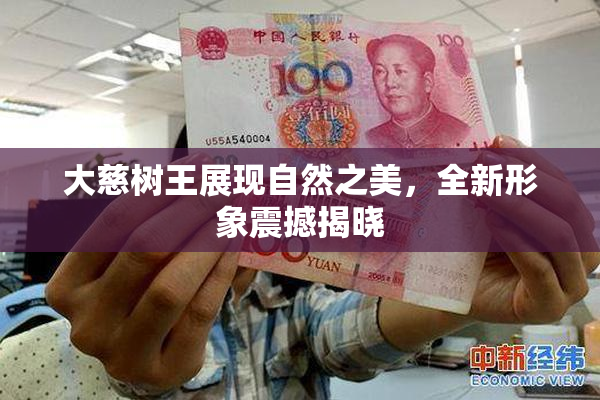 大慈树王展现自然之美，全新形象震撼揭晓