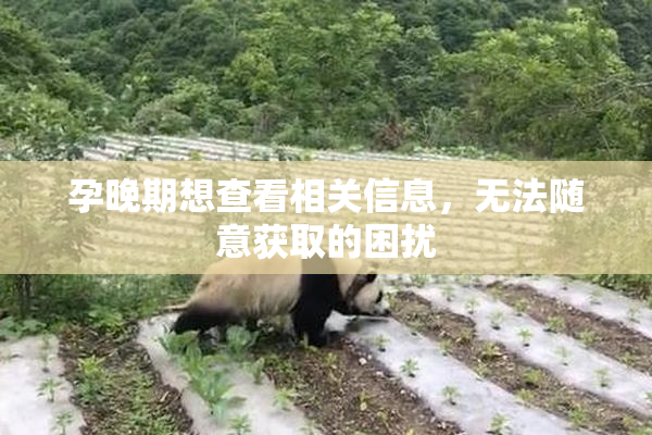 孕晚期想查看相关信息，无法随意获取的困扰