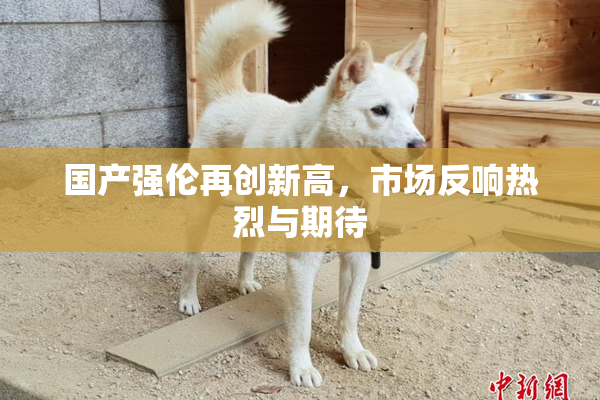 国产强伦再创新高，市场反响热烈与期待