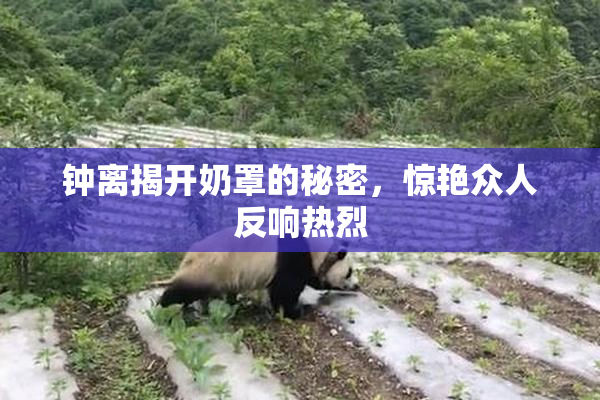 钟离揭开奶罩的秘密，惊艳众人反响热烈