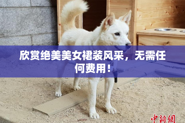 欣赏绝美美女裙装风采，无需任何费用！