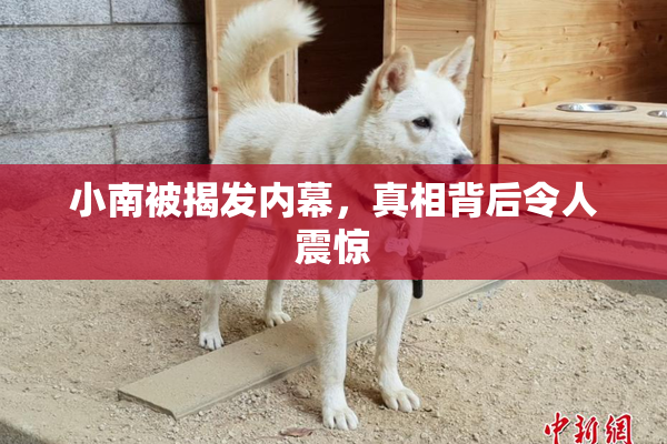 小南被揭发内幕，真相背后令人震惊