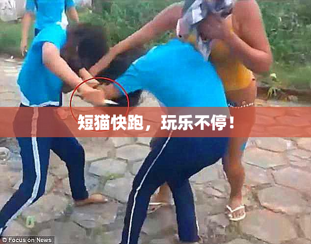 短猫快跑，玩乐不停！
