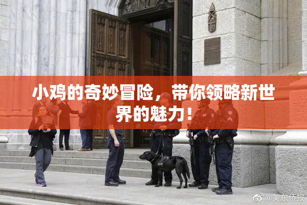 小鸡的奇妙冒险，带你领略新世界的魅力！