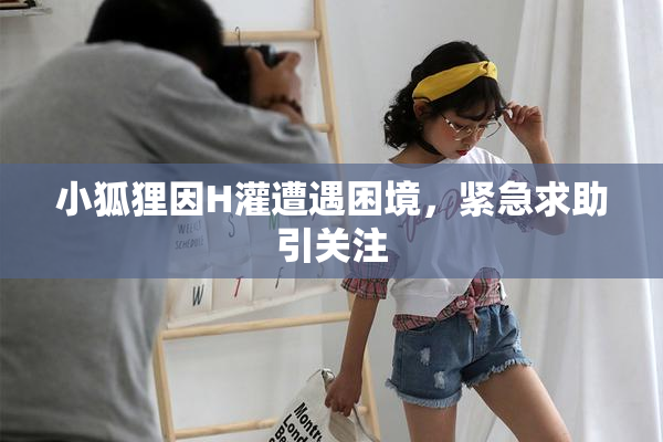 小狐狸因H灌遭遇困境，紧急求助引关注