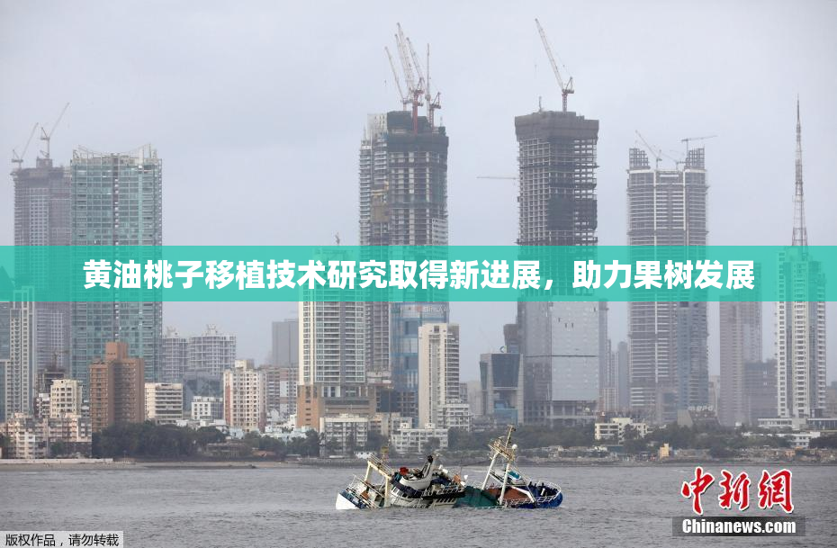 黄油桃子移植技术研究取得新进展，助力果树发展