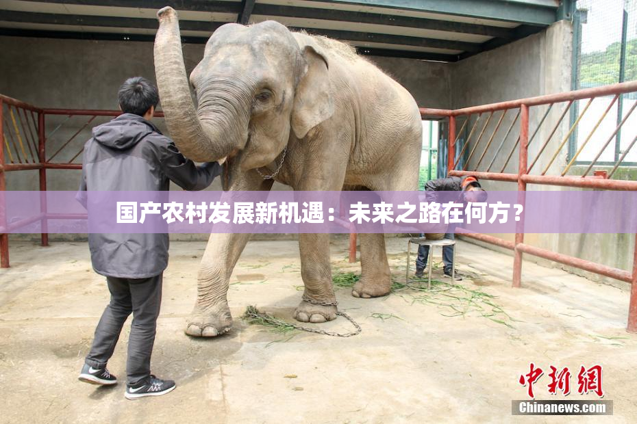 国产农村发展新机遇：未来之路在何方？