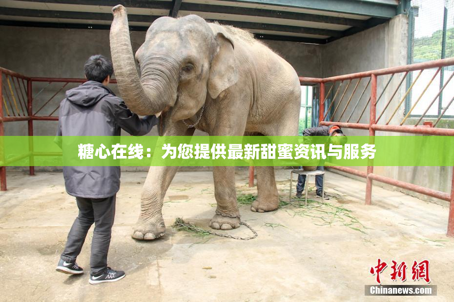糖心在线：为您提供最新甜蜜资讯与服务