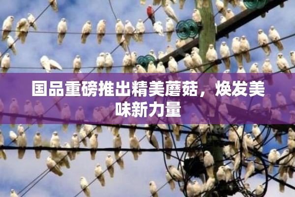 国品重磅推出精美蘑菇，焕发美味新力量