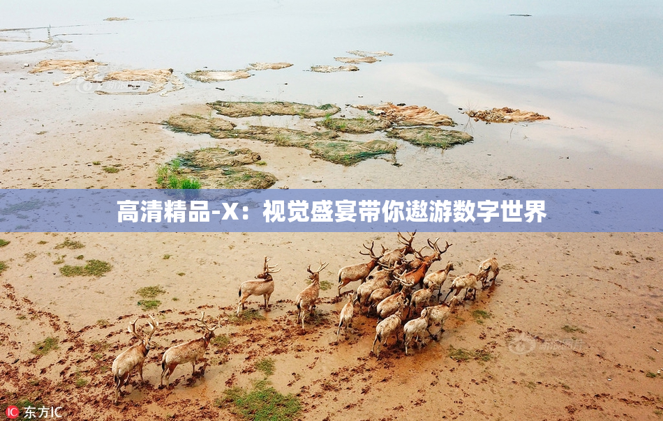 高清精品-X：视觉盛宴带你遨游数字世界