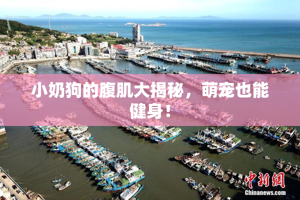 小奶狗的腹肌大揭秘，萌宠也能健身！