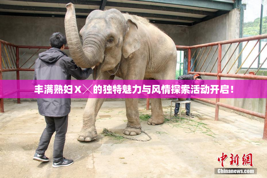 丰满熟妇Ⅹ╳的独特魅力与风情探索活动开启！