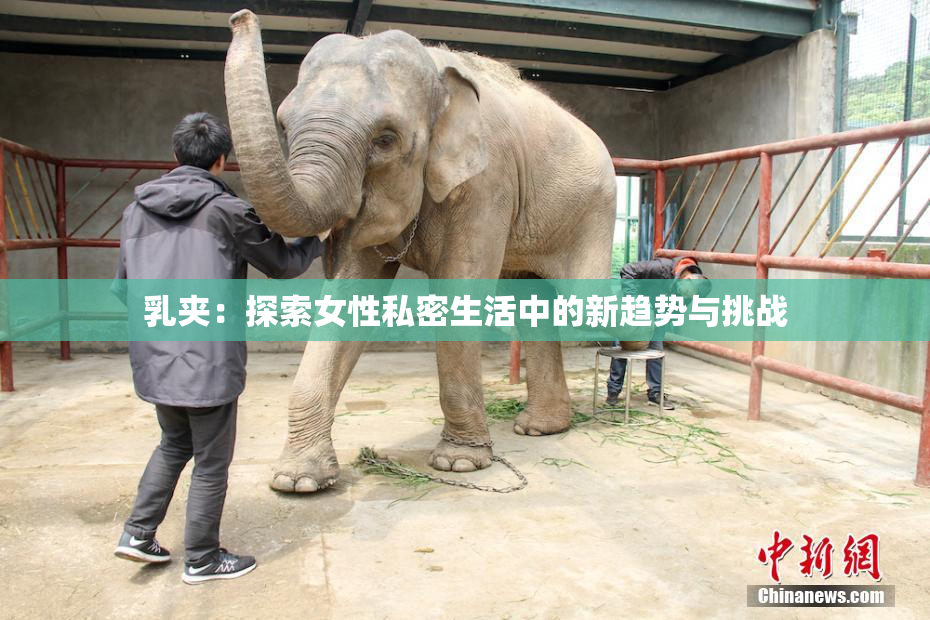 乳夹：探索女性私密生活中的新趋势与挑战