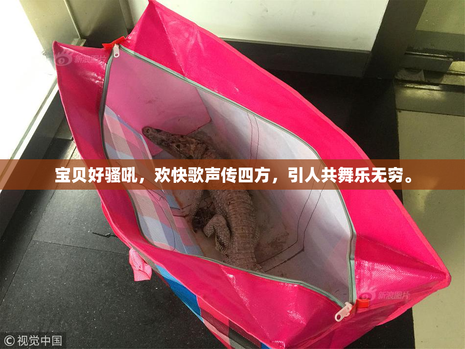 宝贝好骚吼，欢快歌声传四方，引人共舞乐无穷。