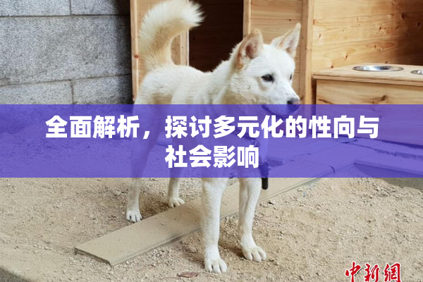 全面解析，探讨多元化的性向与社会影响