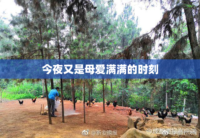 今夜又是母爱满满的时刻