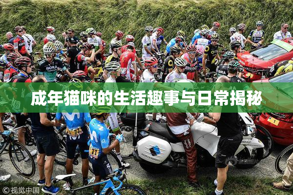 成年猫咪的生活趣事与日常揭秘